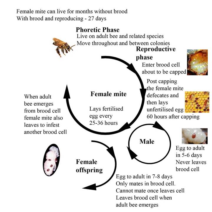 Varroa life cycle