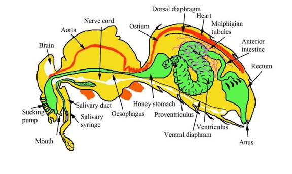 Bee internal anatomy draw 2 label