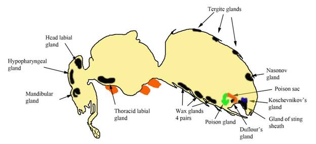 Bee internal glands