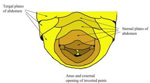 bee male external genitalia 2