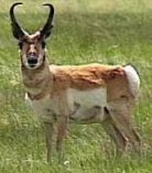 Pronghorn-Antelope