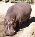 hippopotamus a 9