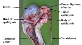Anat Repro testes disection 5 label