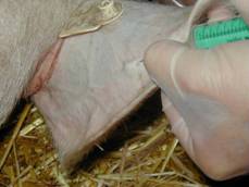Injection-i