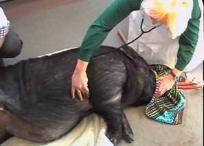 Surgery checking pig 1
