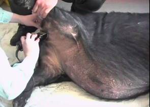 Surgery clipping for castration 2
