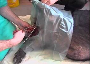 Surgery castration 2