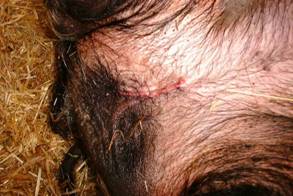 Surgery castration post surgery
