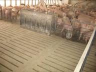Pig flow empty pen