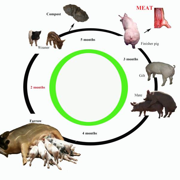 Alsonote Pigs Are Useful To Clear Land And plough The Fields 
