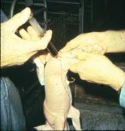 Medicine  injpigleg B