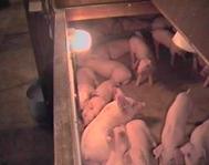 Weaners kennel inside
