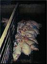 Air chilled weaners