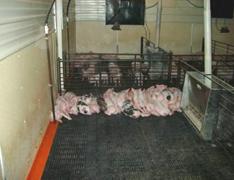 Floorsleepingpattern