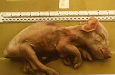 Cong weak piglet