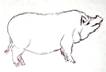 Conformation pet draw side 4