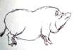 Conformation pet draw side 5