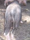 Conformation pet 1 rear
