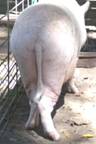 Conformation pet 3 rear 2