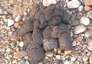 Security dog faeces