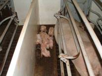 Farr piglets cold