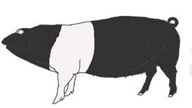 Ant Pig Saddleback.jpg