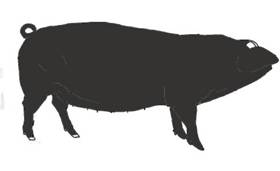 Ant Pig Large black draw.jpg