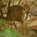 mouse deer