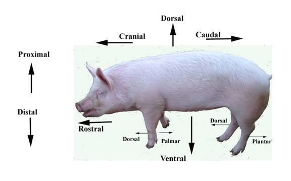 Swine Basics 