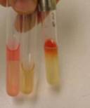 Pasteurella tests