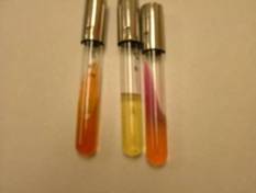 Actinobacillus suis tests