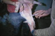 Bleeding%20weaner%20B