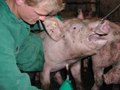 Bleeding%20%20grower