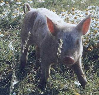 Outdoor piglet ring in nose