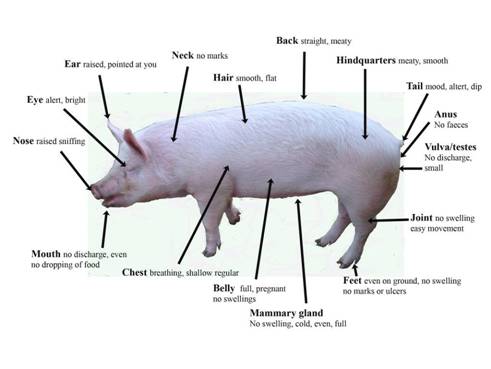 Clinical sign normal 2