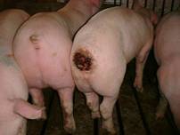 Tail biten severe