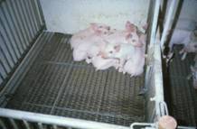 Air weaner chilled B
