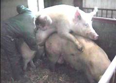 Repro checking mounted boar 2