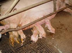 farrow piglets just born k1