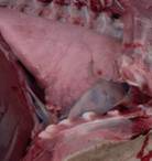 Haemorrhagic bowel lung