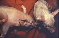 Anaemic piglets