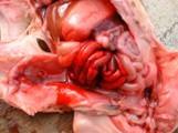 Clostridial enteritis haemorrhage 2