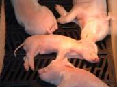 Piglets asleep