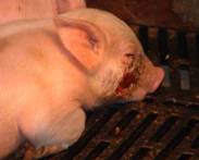 Skin facial necrosis 2