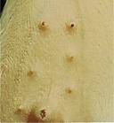 Mammary teat necrosis