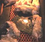 TGE transmissible gastroenteritis piglets