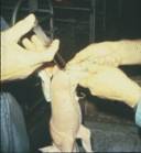 Medicine  injpigleg B