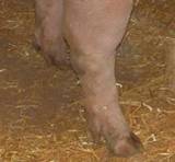 Leg bursa on hindleg
