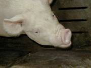 Atrophic Rhinitis 01 sw