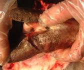 Leg epipysiolysis 1cracked hoof